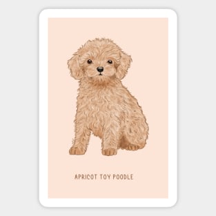 cute apricot toy poodle puppy Magnet